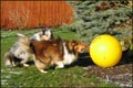 Nemo und Milan im Garten 2005