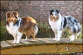 Nemo und Milan im Garten 2005