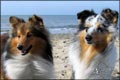 Nemo und Milan auf Texel 2005