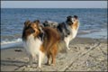 Nemo und Milan auf Texel 2005