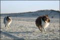 Nemo und Milan auf Texel 2005