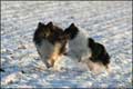 Nemo, Milan, Dino und Bailey im Schnee 2008