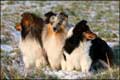 Nemo, Milan, Dino und Bailey im Schnee 2008