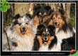 Nemo, Milan, Dino und Bailey in Dnemark 2008