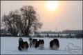 Unsere Meute im Dezember 2010