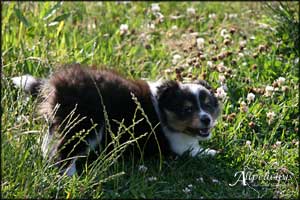 Nemo, Milan, Dino und Bailey in Dänemark 2008