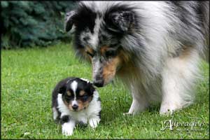 Nemo, Milan, Dino und Bailey in Dänemark 2008