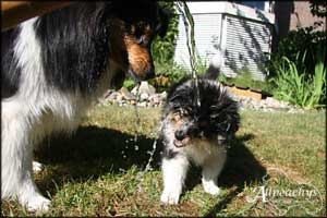 Nemo, Milan, Dino und Bailey in Dänemark 2008