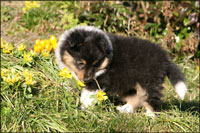 Bailey okt 2010