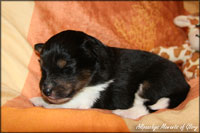 Bailey okt 2010