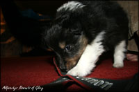 Bailey okt 2010