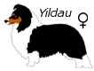 Yildau